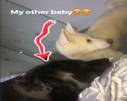 The girl has immense love for her pets she has two dogs and loves them unconditionally